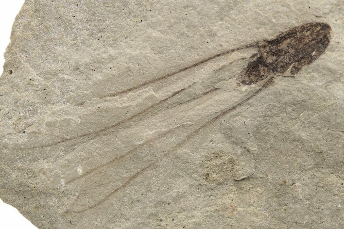 Seed Fossil - Green River Formation, Utah #237536
